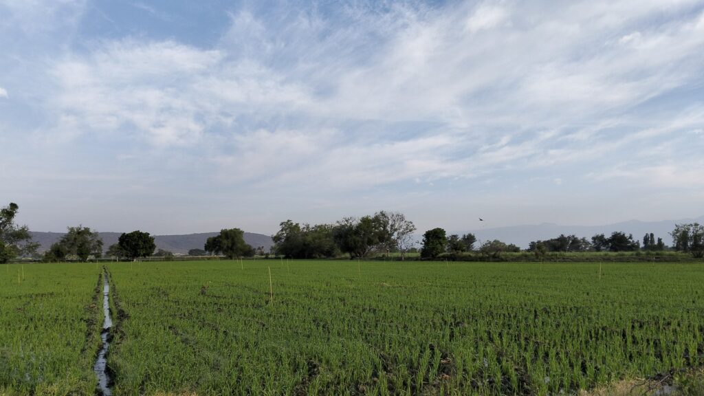 ¿Cómo escriturar un terreno ejidal en Morelos?